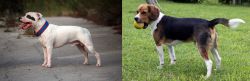 Staffordshire Bull Terrier vs Beaglier - Breed Comparison