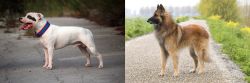 Staffordshire Bull Terrier vs Belgian Shepherd Dog (Tervuren) - Breed Comparison