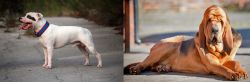 Staffordshire Bull Terrier vs Bloodhound - Breed Comparison