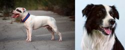 Staffordshire Bull Terrier vs Border Collie - Breed Comparison