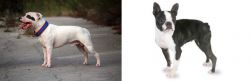 Staffordshire Bull Terrier vs Boston Terrier - Breed Comparison