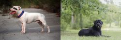 Staffordshire Bull Terrier vs Bouvier des Flandres - Breed Comparison