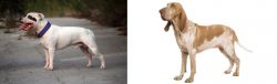 Staffordshire Bull Terrier vs Bracco Italiano - Breed Comparison