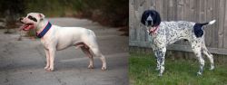 Staffordshire Bull Terrier vs Braque d'Auvergne - Breed Comparison