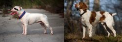 Staffordshire Bull Terrier vs Brittany - Breed Comparison