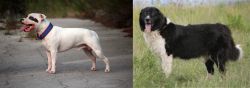 Staffordshire Bull Terrier vs Bulgarian Shepherd - Breed Comparison