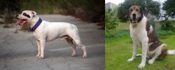 Staffordshire Bull Terrier vs Cao de Gado Transmontano - Breed Comparison