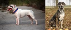 Staffordshire Bull Terrier vs Catahoula Leopard - Breed Comparison