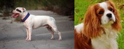 Staffordshire Bull Terrier vs Cavalier King Charles Spaniel - Breed Comparison