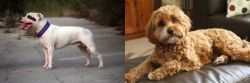 Staffordshire Bull Terrier vs Cavapoo - Breed Comparison