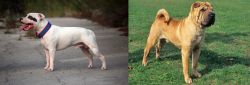Staffordshire Bull Terrier vs Chinese Shar Pei - Breed Comparison
