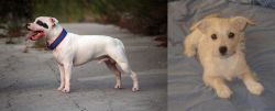 Staffordshire Bull Terrier vs Chipoo - Breed Comparison