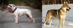 Staffordshire Bull Terrier vs Czechoslovakian Wolfdog - Breed Comparison