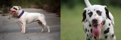 Staffordshire Bull Terrier vs Dalmatian - Breed Comparison