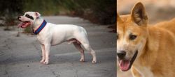 Staffordshire Bull Terrier vs Dingo - Breed Comparison