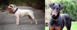 Staffordshire Bull Terrier vs Doberman Pinscher - Breed Comparison
