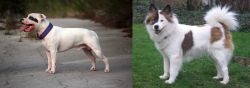 Staffordshire Bull Terrier vs Elo - Breed Comparison