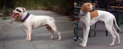 Staffordshire Bull Terrier vs English Pointer - Breed Comparison