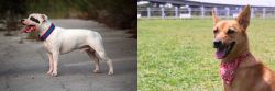 Staffordshire Bull Terrier vs Formosan Mountain Dog - Breed Comparison