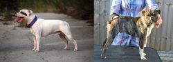 Staffordshire Bull Terrier vs Fruggle - Breed Comparison