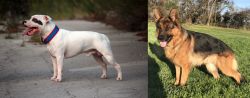 Staffordshire Bull Terrier vs German Shepherd - Breed Comparison