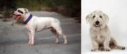 Staffordshire Bull Terrier vs Glen of Imaal Terrier - Breed Comparison