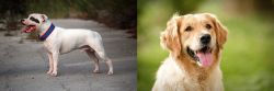 Staffordshire Bull Terrier vs Golden Retriever - Breed Comparison