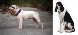 Staffordshire Bull Terrier vs Grand Anglo-Francais Blanc et Noir - Breed Comparison