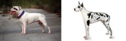 Staffordshire Bull Terrier vs Great Dane - Breed Comparison