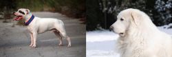 Staffordshire Bull Terrier vs Great Pyrenees - Breed Comparison