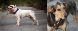 Staffordshire Bull Terrier vs Huntaway - Breed Comparison