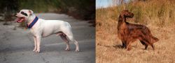 Staffordshire Bull Terrier vs Irish Setter - Breed Comparison