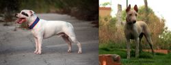 Staffordshire Bull Terrier vs Jonangi - Breed Comparison