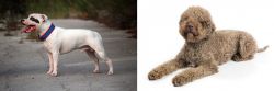 Staffordshire Bull Terrier vs Lagotto Romagnolo - Breed Comparison