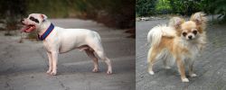 Staffordshire Bull Terrier vs Long Haired Chihuahua - Breed Comparison
