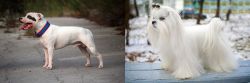 Staffordshire Bull Terrier vs Maltese - Breed Comparison