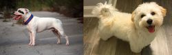 Staffordshire Bull Terrier vs Maltipoo - Breed Comparison