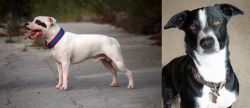 Staffordshire Bull Terrier vs McNab - Breed Comparison