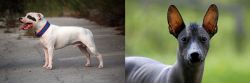 Staffordshire Bull Terrier vs Mexican Hairless - Breed Comparison