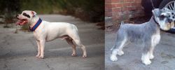 Staffordshire Bull Terrier vs Miniature Schnauzer - Breed Comparison