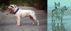 Staffordshire Bull Terrier vs Northern Inuit Dog - Breed Comparison