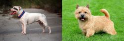 Staffordshire Bull Terrier vs Norwich Terrier - Breed Comparison