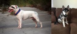 Staffordshire Bull Terrier vs Pomsky - Breed Comparison