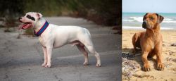 Staffordshire Bull Terrier vs Rhodesian Ridgeback - Breed Comparison