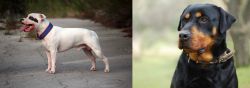 Staffordshire Bull Terrier vs Rottweiler - Breed Comparison