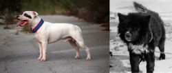 Staffordshire Bull Terrier vs Sakhalin Husky - Breed Comparison