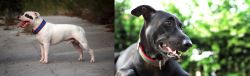 Staffordshire Bull Terrier vs Shepard Labrador - Breed Comparison