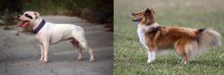 Staffordshire Bull Terrier vs Shetland Sheepdog - Breed Comparison