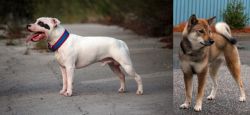 Staffordshire Bull Terrier vs Shikoku - Breed Comparison