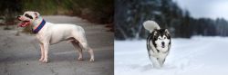 Staffordshire Bull Terrier vs Siberian Husky - Breed Comparison